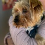 Yorkshireterrier Terry, 02/2018, ca. 25 cm