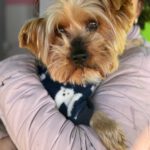 Yorkshireterrier Terry, 02/2018, ca. 25 cm