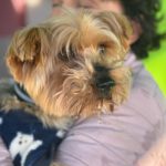 Yorkshireterrier Terry, 02/2018, ca. 25 cm