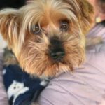 Yorkshireterrier Terry, 02/2018, ca. 25 cm