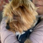 Yorkshireterrier Terry, 02/2018, ca. 25 cm
