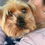 Yorkshireterrier Terry, 02/2018, ca. 25 cm