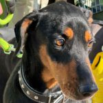 Dobermann Mischling Thor, 07/2017, ca. 60 cm