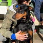 Dobermann Mischling Thor, 07/2017, ca. 60 cm