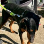 Dobermann Mischling Thor, 07/2017, ca. 60 cm