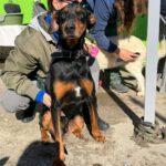 Dobermann Mischling Thor, 07/2017, ca. 60 cm