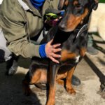 Dobermann Mischling Thor, 07/2017, ca. 60 cm