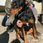 Dobermann Mischling Thor, 07/2017, ca. 60 cm