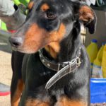 Dobermann Mischling Thor, 07/2017, ca. 60 cm