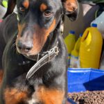 Dobermann Mischling Thor, 07/2017, ca. 60 cm