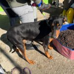 Dobermann Mischling Thor, 07/2017, ca. 60 cm