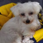 Bichon-Malteser-Mischling Tobi, 10/2019, ca. 23 cm, 17034 Neubrandenburg