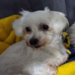 Bichon-Malteser-Mischling Tobi, 10/2019, ca. 23 cm, 17034 Neubrandenburg