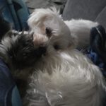 Bichon-Malteser-Mischling Tobi, 10/2019, ca. 23 cm, 17034 Neubrandenburg