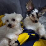 Bichon-Malteser-Mischling Tobi, 10/2019, ca. 23 cm, 17034 Neubrandenburg