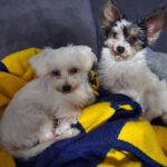 Bichon-Malteser-Mischling Tobi, 10/2019, ca. 23 cm, 17034 Neubrandenburg