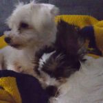 Bichon-Malteser-Mischling Tobi, 10/2019, ca. 23 cm, 17034 Neubrandenburg