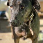 Mischling Toby, 09/2017, ca. 55 cm