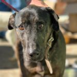 Mischling Toby, 09/2017, ca. 55 cm