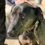 Mischling Toby, 09/2017, ca. 55 cm