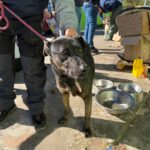 Mischling Toby, 09/2017, ca. 55 cm