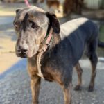 Mischling Toby, 09/2017, ca. 55 cm