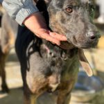 Mischling Toby, 09/2017, ca. 55 cm