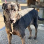 Mischling Toby, 09/2017, ca. 55 cm