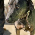 Mischling Toby, 09/2017, ca. 55 cm