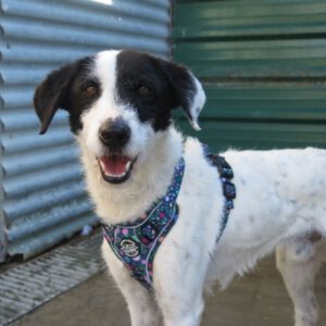 Mischling Tokyo, 12/2021, ca. 55 cm