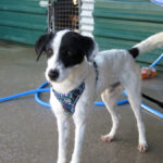 Mischling Tokyo, 12/2021, ca. 55 cm