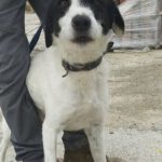 Mischling Tokyo, 12/2021, ca. 55 cm