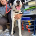 Mischling Tokyo, 12/2021, ca. 55 cm