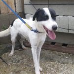 Mischling Tokyo, 12/2021, ca. 55 cm