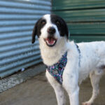 Mischling Tokyo, 12/2021, ca. 55 cm