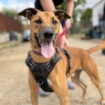 Malinois Mischling Tom, 12/2022, ca. 65 cm