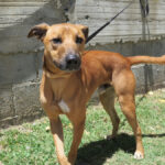 Malinois Mischling Tom, 12/2022, ca. 65 cm