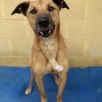 Malinois Mischling Tom, 12/2022, ca. 65 cm