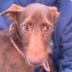 Podenco Tony, 05/2024,ca. 45 cm