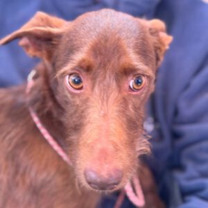 Podenco Tony, 05/2024,ca. 45 cm