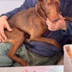 Podenco Tony, 05/2024,ca. 45 cm