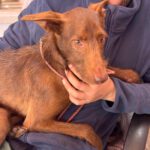 Podenco Tony, 05/2024,ca. 45 cm