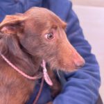 Podenco Tony, 05/2024,ca. 45 cm