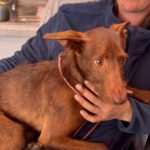 Podenco Tony, 05/2024,ca. 45 cm