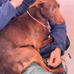 Podenco Tony, 05/2024,ca. 45 cm