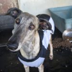 Galgo Tramontana, 01/2021, ca. 65 cm