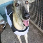 Galgo Tramontana, 01/2021, ca. 65 cm