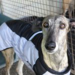 Galgo Tramontana, 01/2021, ca. 65 cm