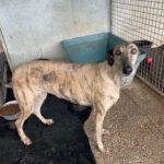 Galgo Tramontana, 01/2021, ca. 65 cm