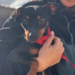 Pinscher Tyson, 09/2016, ca. 30 cm